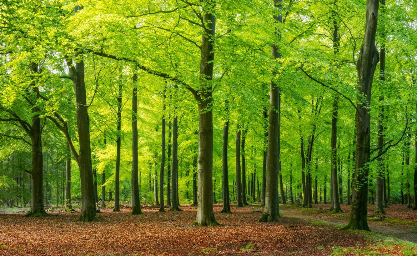 Forest Whatsapp Group Link