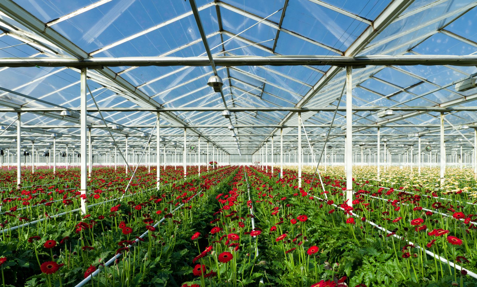 Horticulture Whatsapp Group Link