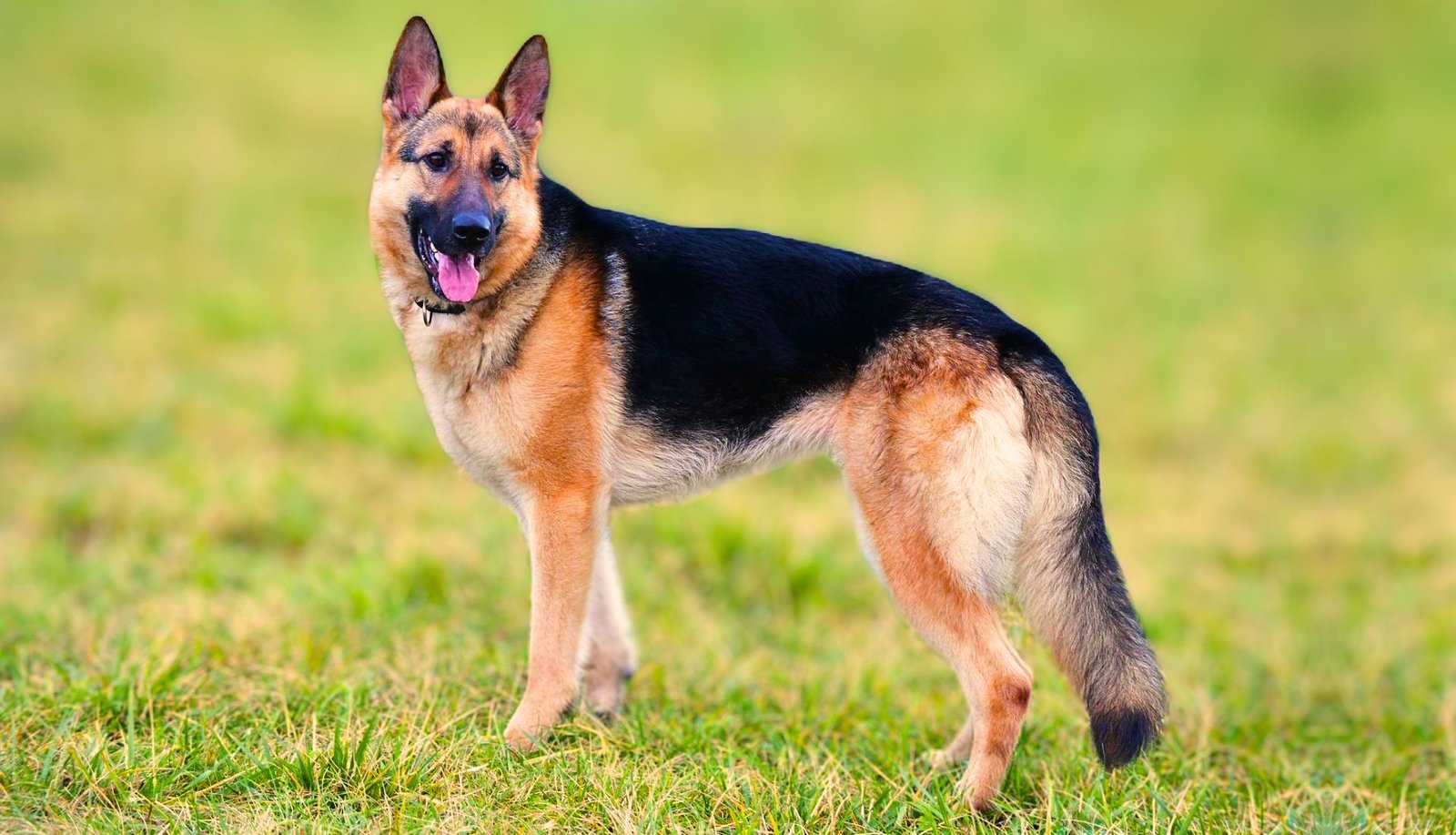 German Shepherd Whatsapp Group Link